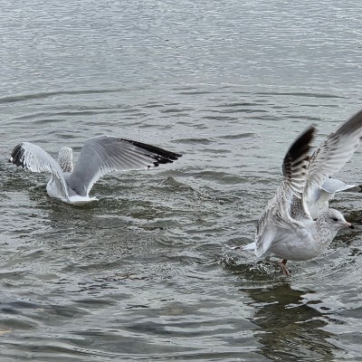 ✨️FUN TIMES✨️ ✨️FUN TIMES✨️ post image