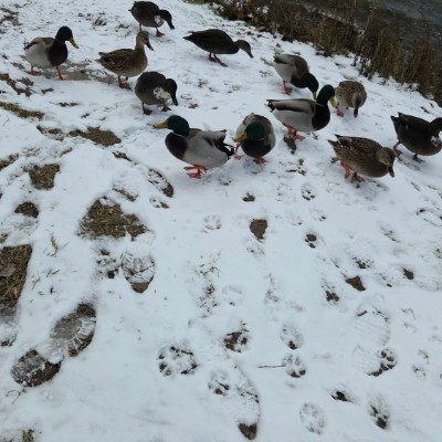 🦜BIRDWATCHERS🦜 🦜BIRDWATCHERS🦜 post image