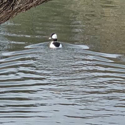 🦜BIRDWATCHERS🦜 🦜BIRDWATCHERS🦜 post image