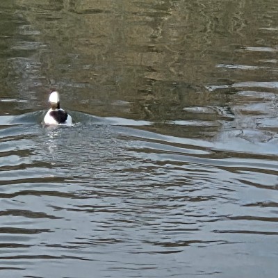 🦜BIRDWATCHERS🦜 🦜BIRDWATCHERS🦜 post image