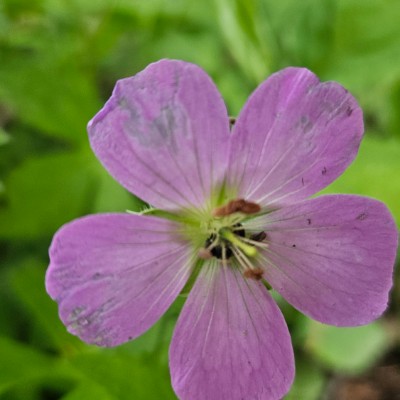 Маленькие зеброчки Маленькие зеброчки post image