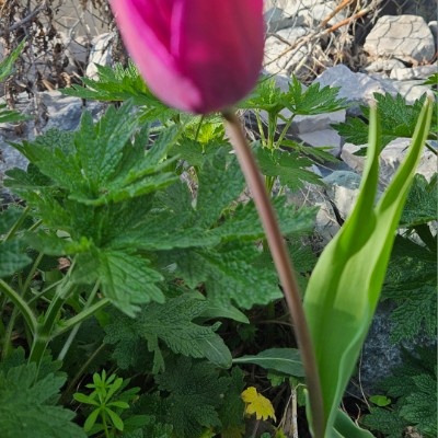 SOMALIA πΈπ΄ PACERS SOMALIA πΈπ΄ PACERS post image