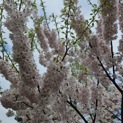 🌸CHERRY BLOSSOMS🌸 🌸CHERRY BLOSSOMS🌸 post image