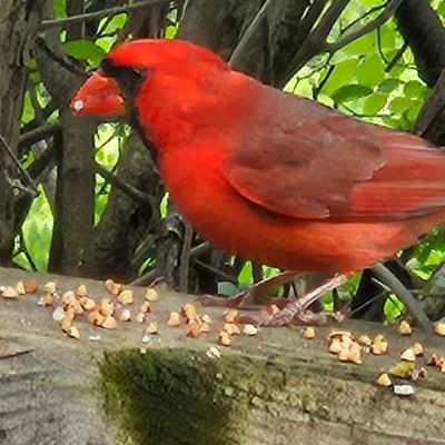 Маленькие зеброчки Маленькие зеброчки post image