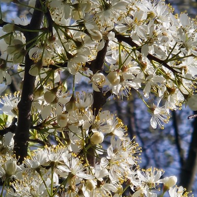 SOMALIA πΈπ΄ PACERS SOMALIA πΈπ΄ PACERS post image