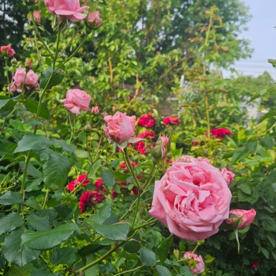 🌷CHARMING🌷 🌷CHARMING🌷 post image