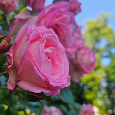 💯 GOOD VIBES💯 💯 GOOD VIBES💯 post image