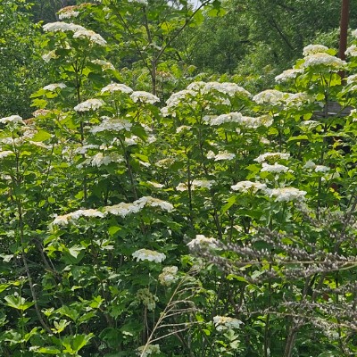 Walking/Running Team Walking/Running Team post image