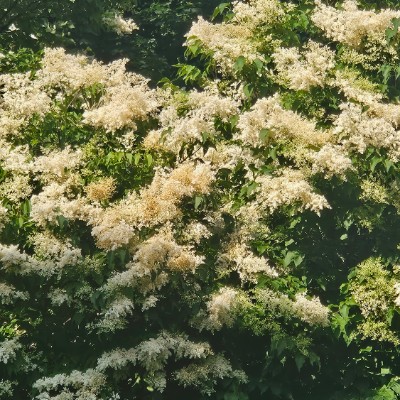 💯 GOOD VIBES💯 💯 GOOD VIBES💯 post image