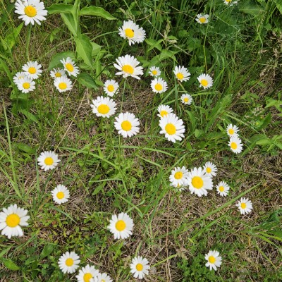 Walking/Running Team Walking/Running Team post image