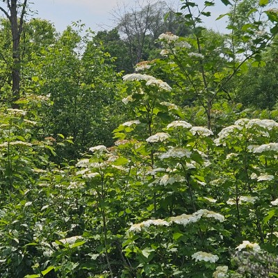 Walking/Running Team Walking/Running Team post image