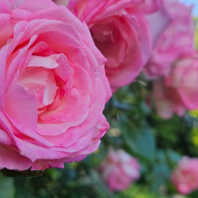 💯 GOOD VIBES💯 💯 GOOD VIBES💯 post image