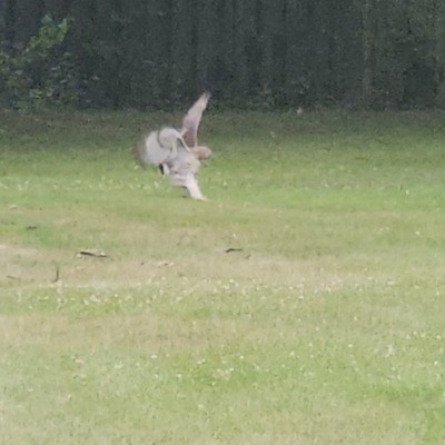 🌺BELGIUM FLOWER🌺 🌄SUNSHINE🌄 post image