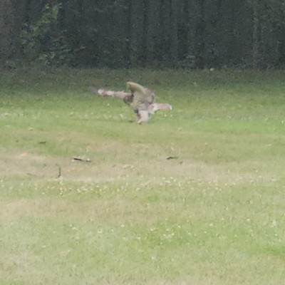🌺BELGIUM FLOWER🌺 🌄SUNSHINE🌄 post image