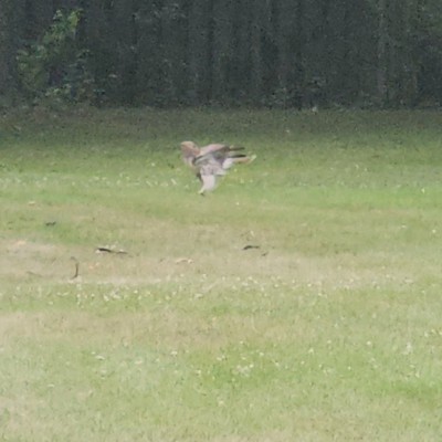 🌺BELGIUM FLOWER🌺 🌄SUNSHINE🌄 post image