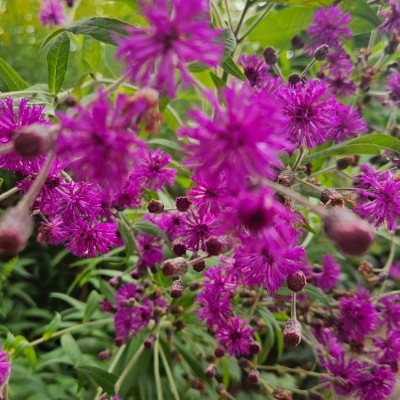 Highlander  🌄SUNSHINE🌄 post image