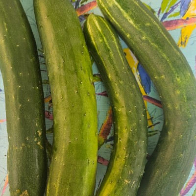 💐🥬🍓🥦GARDENERS 🥦🍓🥬💐 🌄SUNSHINE🌄 post image