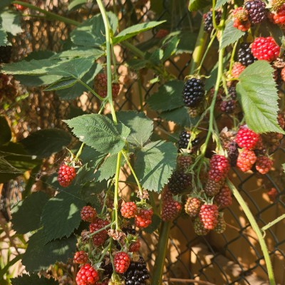 💐🥬🍓🥦GARDENERS 🥦🍓🥬💐 🌄SUNSHINE🌄 post image