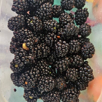 💐🥬🍓🥦GARDENERS 🥦🍓🥬💐 🌄SUNSHINE🌄 post image