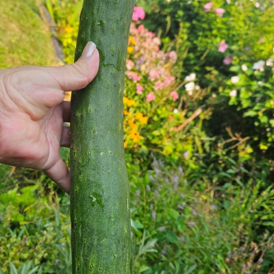 💐🥬🍓🥦GARDENERS 🥦🍓🥬💐 🌄SUNSHINE🌄 post image