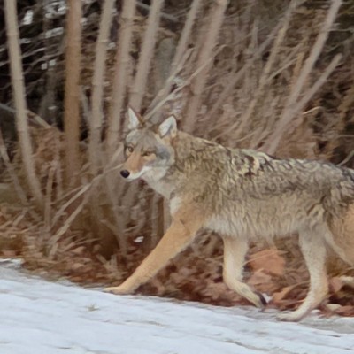 🐺Wolves  walkers🐺 🐺Wolves  walkers🐺 post image