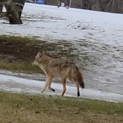 🐺Wolves  walkers🐺 🐺Wolves  walkers🐺 post image