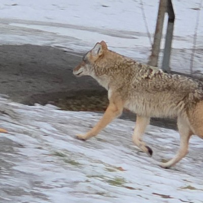 🐺Wolves  walkers🐺 🐺Wolves  walkers🐺 post image