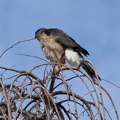 🦜BIRDWATCHERS🦜 🦜BIRDWATCHERS🦜 post image