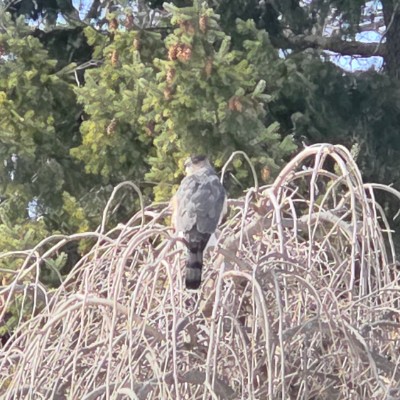 🦜BIRDWATCHERS🦜 🦜BIRDWATCHERS🦜 post image