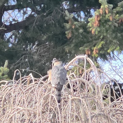 🦜BIRDWATCHERS🦜 🦜BIRDWATCHERS🦜 post image