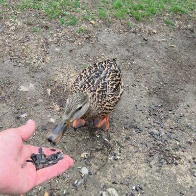 🇹🇷PACERS IN TURKEY🇹🇷 🇹🇷PACERS IN TURKEY🇹🇷 post image