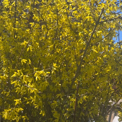 🇹🇷PACERS IN TURKEY🇹🇷 🇹🇷PACERS IN TURKEY🇹🇷 post image