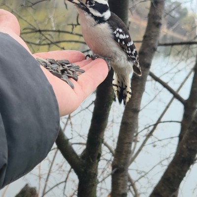 🇹🇷PACERS IN TURKEY🇹🇷 🇹🇷PACERS IN TURKEY🇹🇷 post image