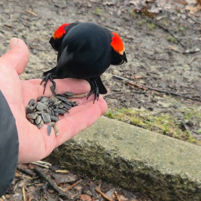 🇹🇷PACERS IN TURKEY🇹🇷 🇹🇷PACERS IN TURKEY🇹🇷 post image