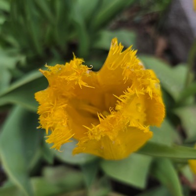 ✨️SUMMER PACERS ✨️ ✨️SUMMER PACERS ✨️ post image