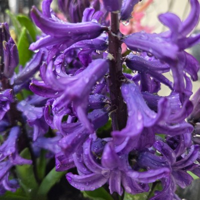 🌷WALKING CHALLENGE🌷 🌷WALKING CHALLENGE🌷 post image