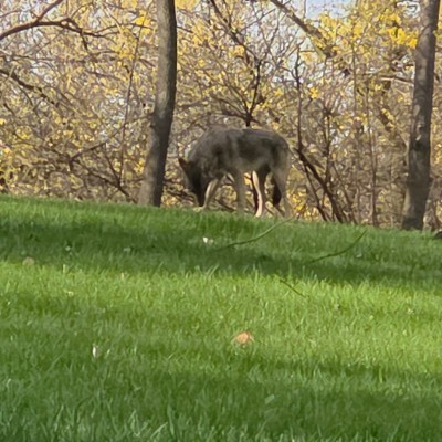 🐺Wolves walkers🐺 🐺Wolves walkers🐺 post image