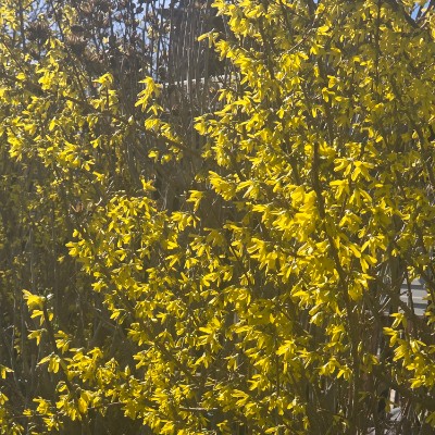 🇹🇷PACERS IN TURKEY🇹🇷 🇹🇷PACERS IN TURKEY🇹🇷 post image