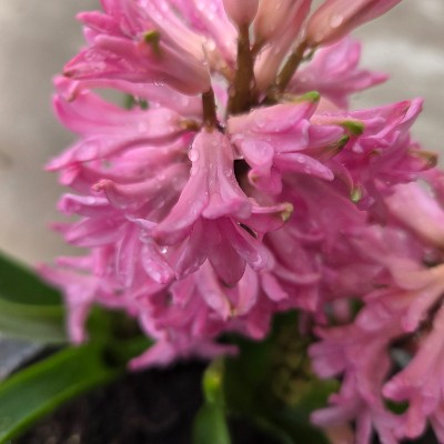 🌷WALKING CHALLENGE🌷 🌷WALKING CHALLENGE🌷 post image