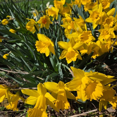 🇹🇷PACERS IN TURKEY🇹🇷 🇹🇷PACERS IN TURKEY🇹🇷 post image