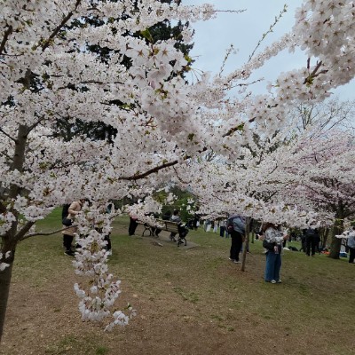 🌸CHERRY BLOSSOMS🌸 🌸CHERRY BLOSSOMS🌸 post image