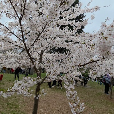🌸CHERRY BLOSSOMS🌸 🌸CHERRY BLOSSOMS🌸 post image