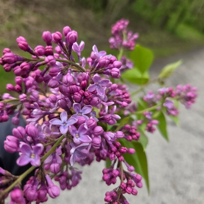 🦋HAPPY WALKS🦋 🦋HAPPY WALKS🦋 post image