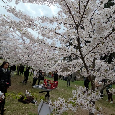 🌸CHERRY BLOSSOMS🌸 🌸CHERRY BLOSSOMS🌸 post image