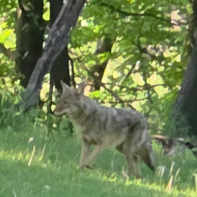 🐺Wolves walkers🐺 🐺Wolves walkers🐺 post image