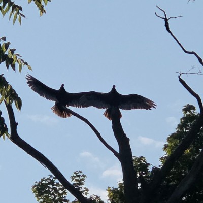 🦜BIRDWATCHERS🦜 🦜BIRDWATCHERS🦜 post image