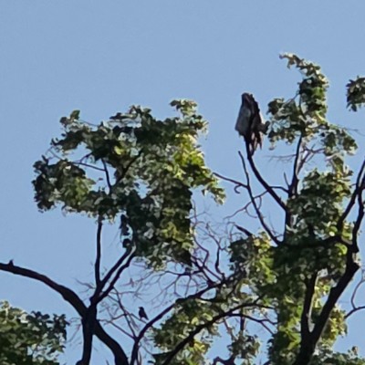 🦜BIRDWATCHERS🦜 🦜BIRDWATCHERS🦜 post image