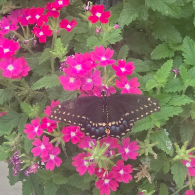 🦋💖BUTTERFLIES💖🦋 🦋💖BUTTERFLIES💖🦋 post image