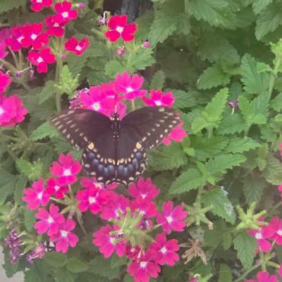 🦋💖BUTTERFLIES💖🦋 🦋💖BUTTERFLIES💖🦋 post image