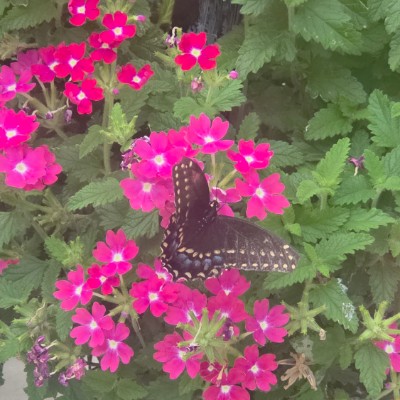 🦋💖BUTTERFLIES💖🦋 🦋💖BUTTERFLIES💖🦋 post image